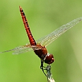 Macrodiplax cora (Wandering Pennant) male in Barron Water Park<br />Canon EOS 7D + EF70-200 F4.0L + EF1.4xII